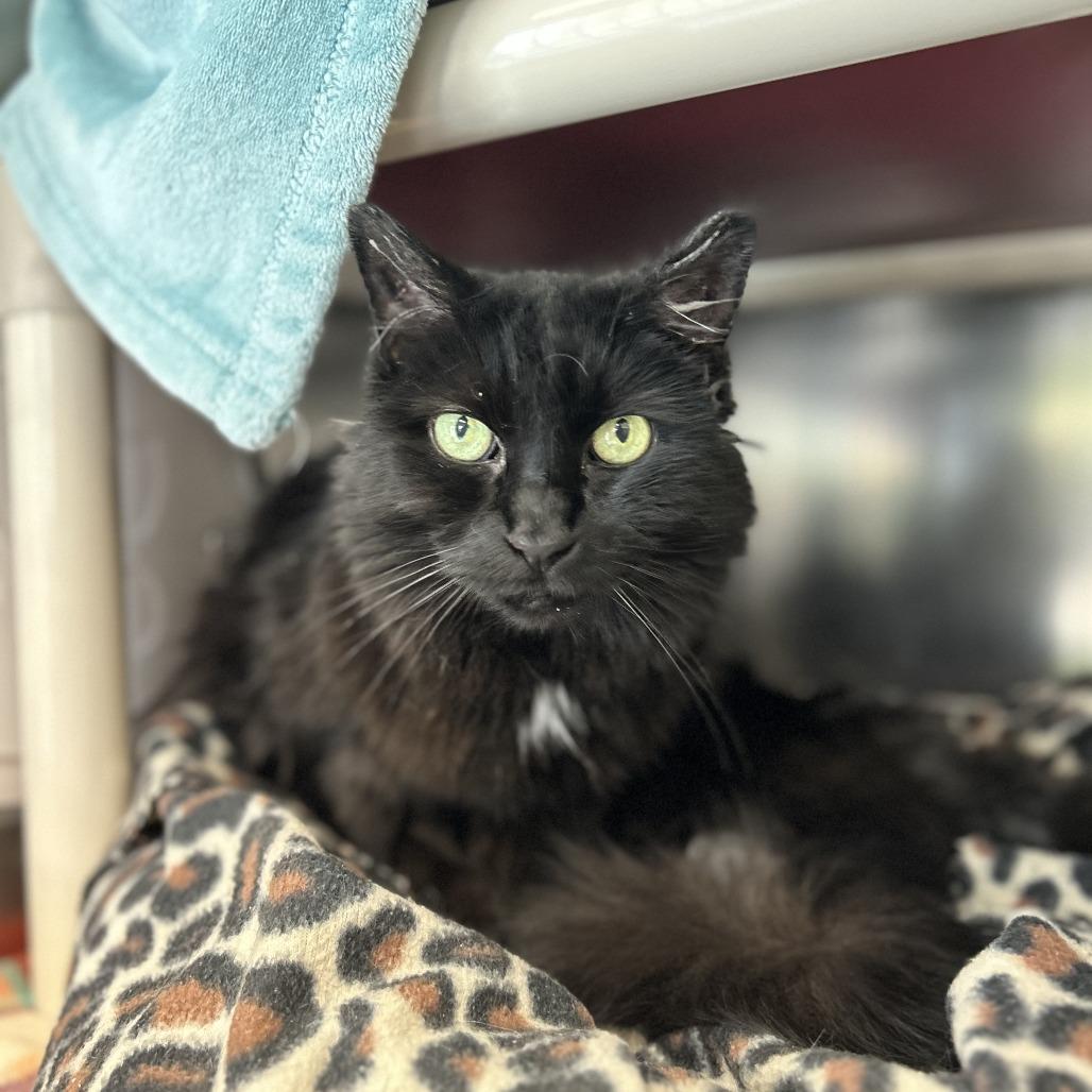 Enlarge Java, a Adoptable Domestic Short Hair in Brockton, MA image 2/3