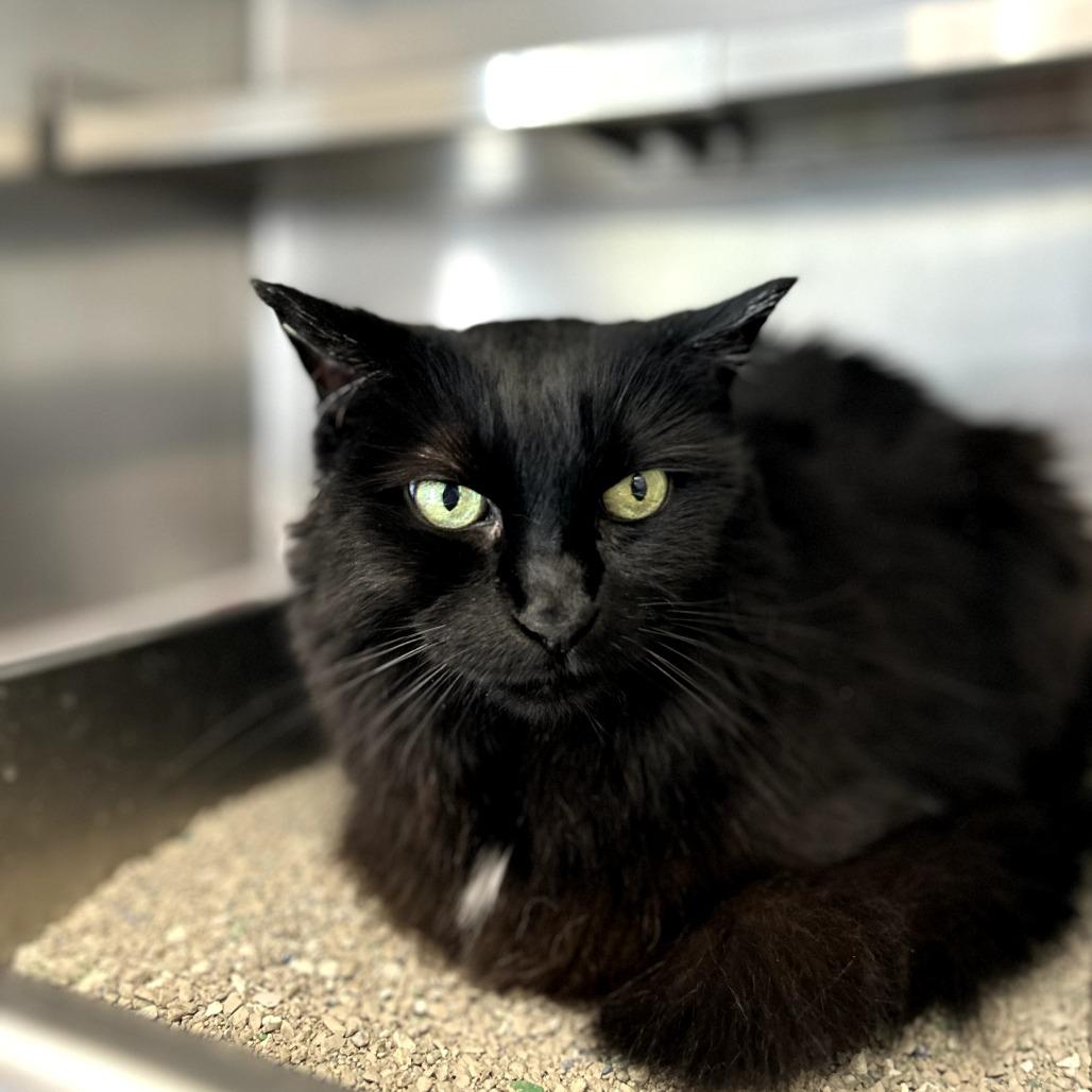 Enlarge Java, a Adoptable Domestic Short Hair in Brockton, MA image 3/3