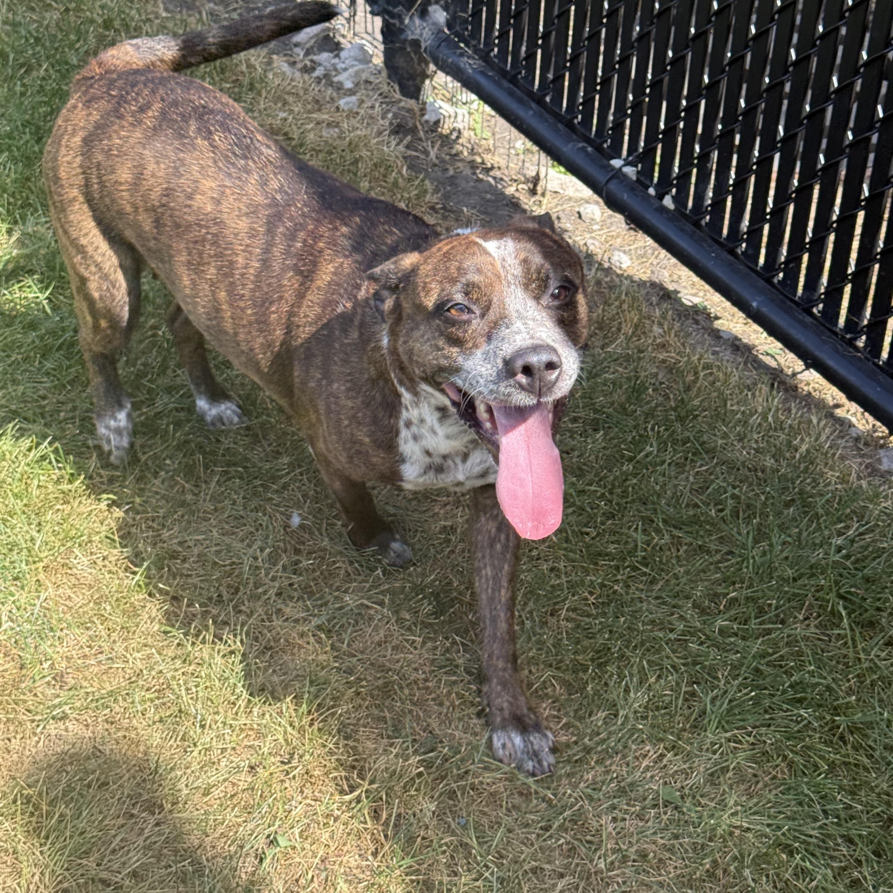Mary Kate, Adopted, Senior Female Cattle Dog & Pit Bull Terrier.