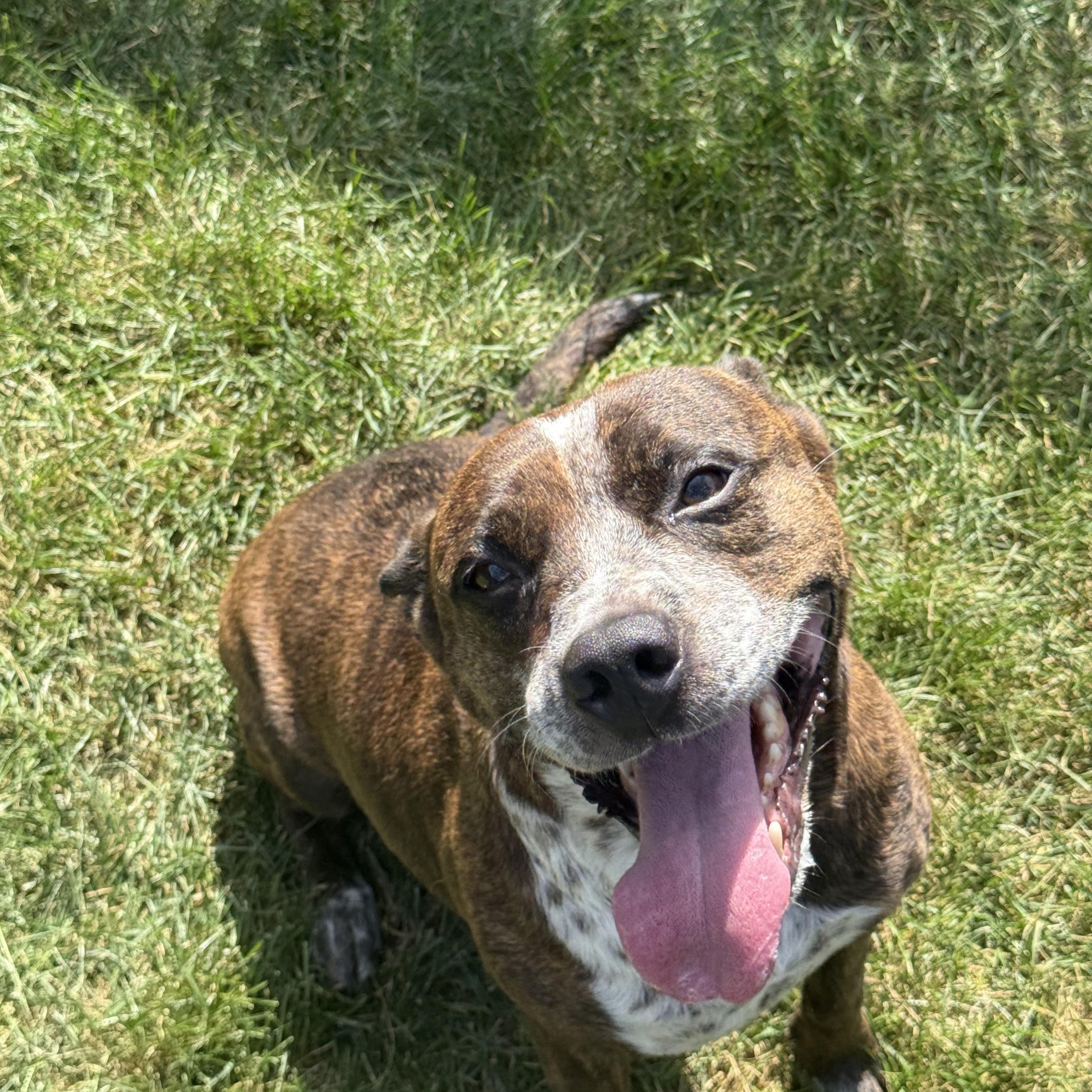 Enlarge Mary Kate, a Adopted mixed breed in Kankakee, IL image 2/2