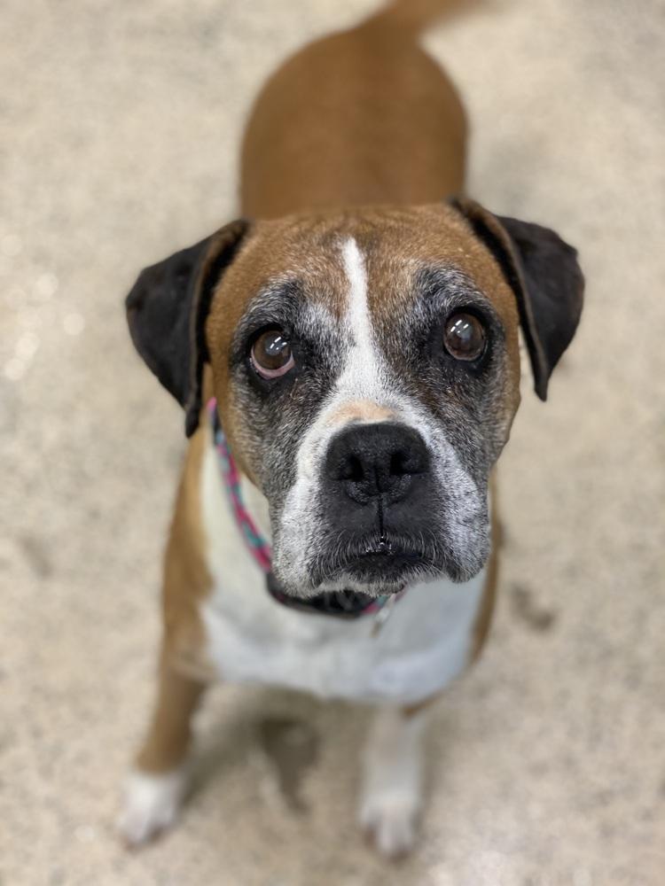 Edith, Adoptable, Senior Female Boxer.