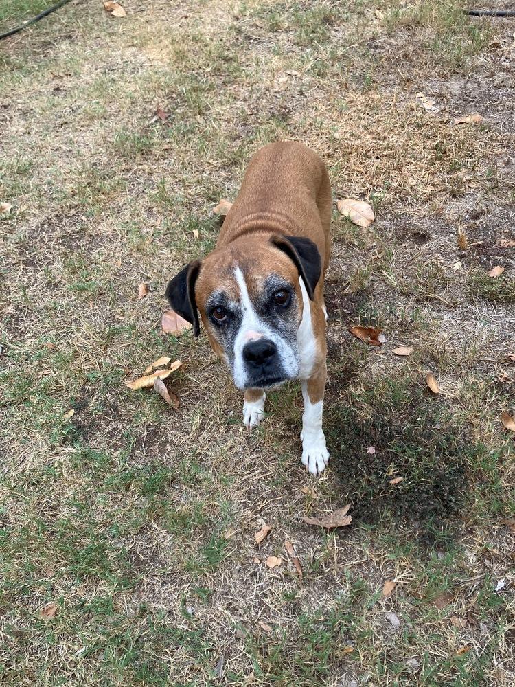Enlarge Edith, a Adoptable Boxer in Hewitt, TX image 3/5