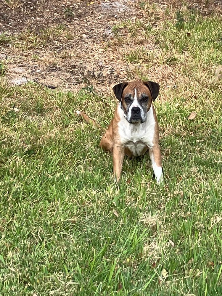 Enlarge Edith, a Adoptable Boxer in Hewitt, TX image 4/5