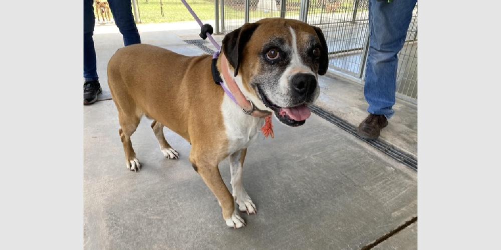 Enlarge Edith, a Adoptable Boxer in Hewitt, TX image 5/5