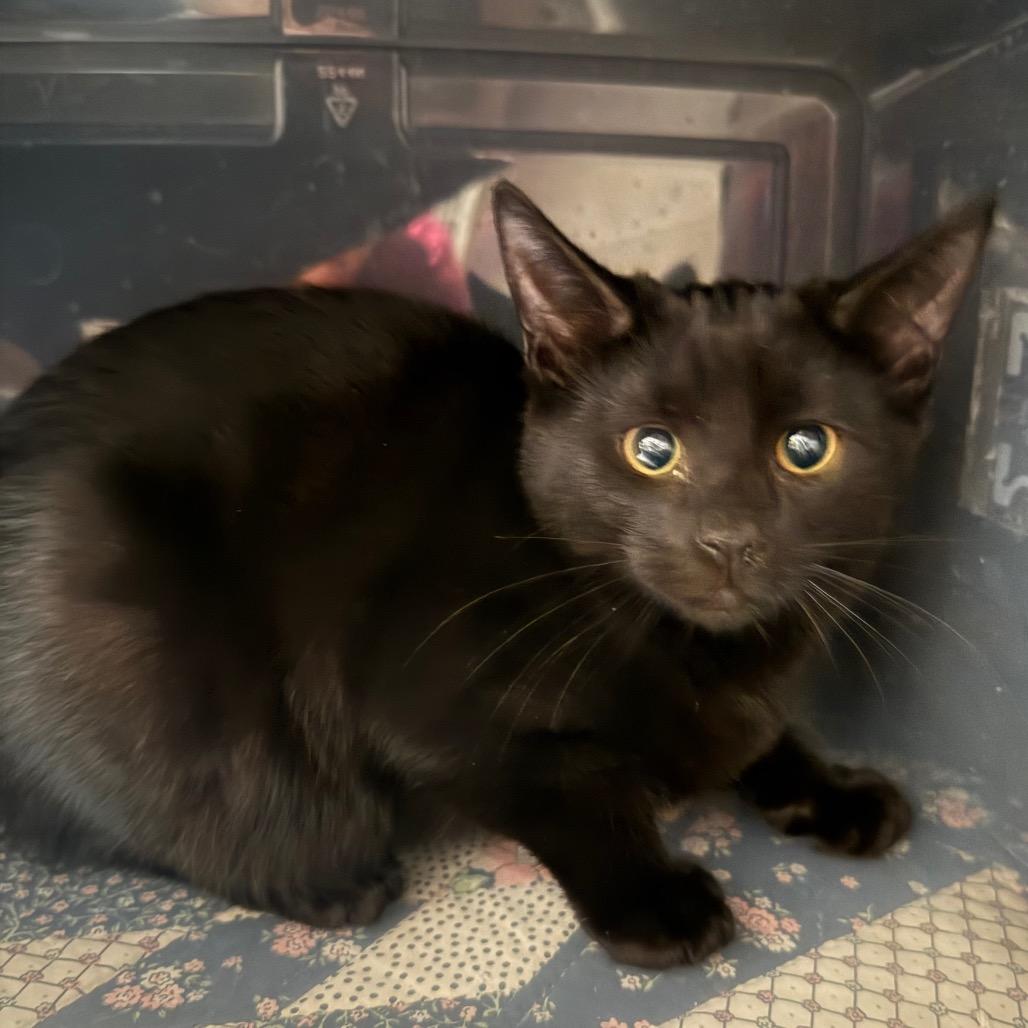 Enlarge Bernie, a Adoptable Domestic Short Hair in Cedaredge, CO image 1/1