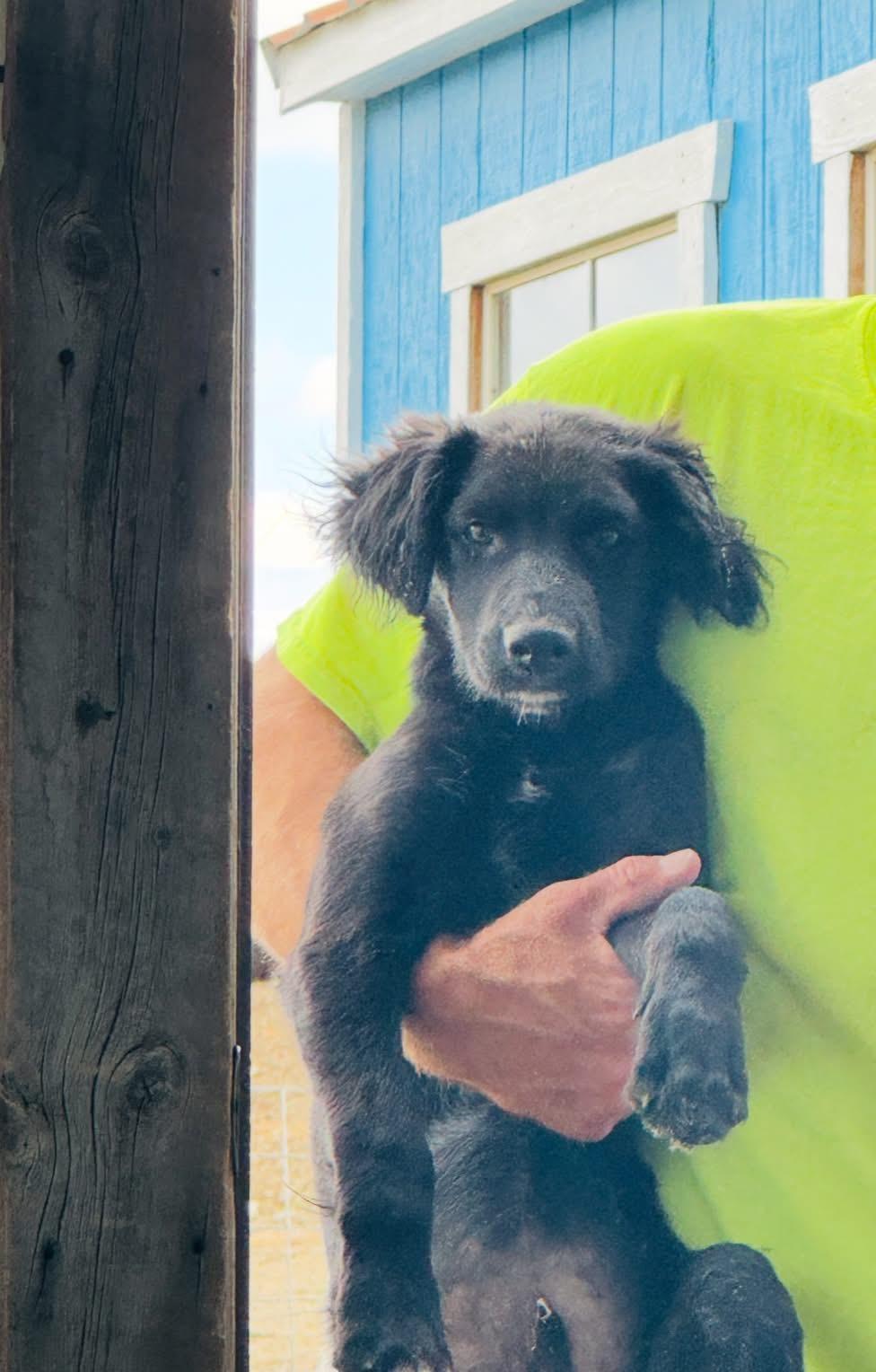Pierre, an adoptable Black Labrador Retriever, Mixed Breed in Wilsall, MT, 59086 | Photo Image 1