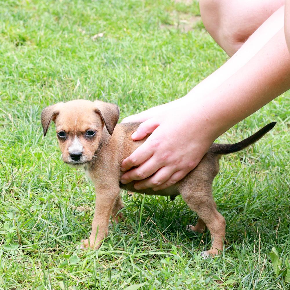 Reeve (Male), a Adoptable mixed breed in West Grove, PA image 3/6
