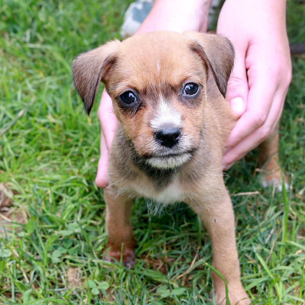 Reeve (Male), a Adoptable mixed breed in West Grove, PA image 4/6