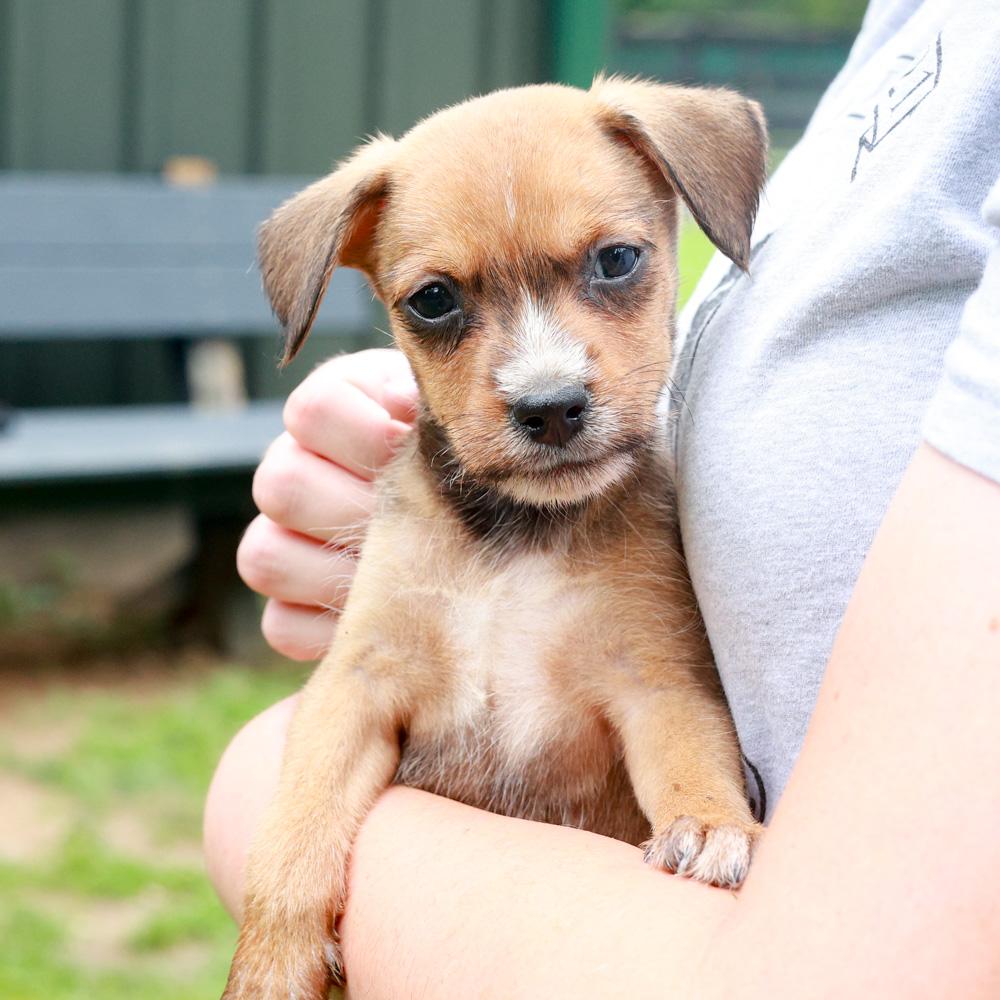 Reeve (Male), Adoptable, Puppy Male Border Terrier & Chihuahua.