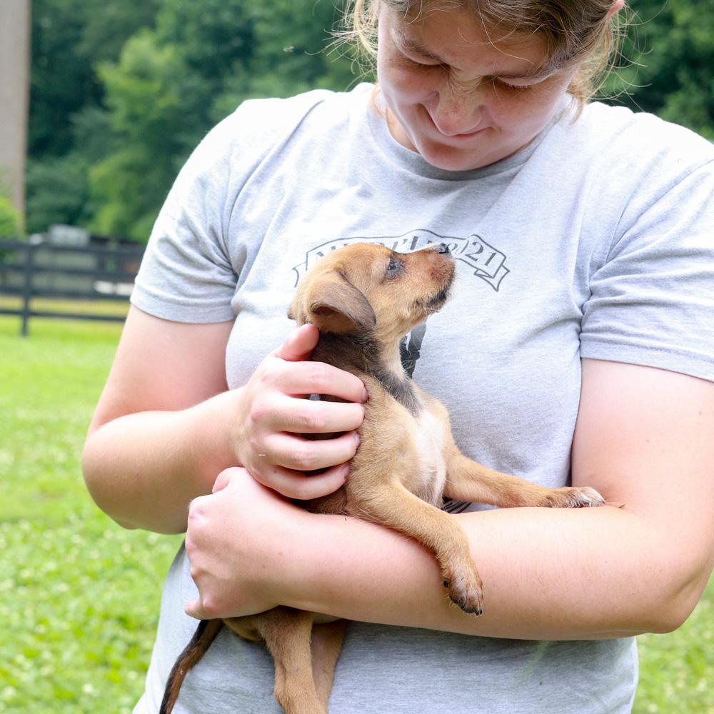 Reeve (Male), a Adoptable mixed breed in West Grove, PA image 5/6