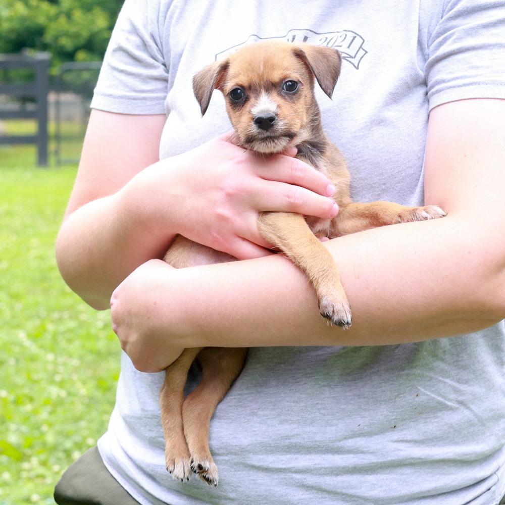 Reeve (Male), a Adoptable mixed breed in West Grove, PA image 2/6