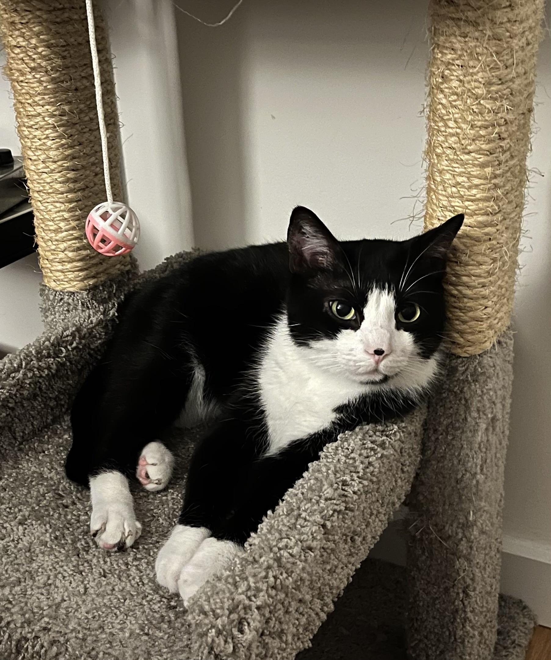 ICARUS N- MIRACLE BOY