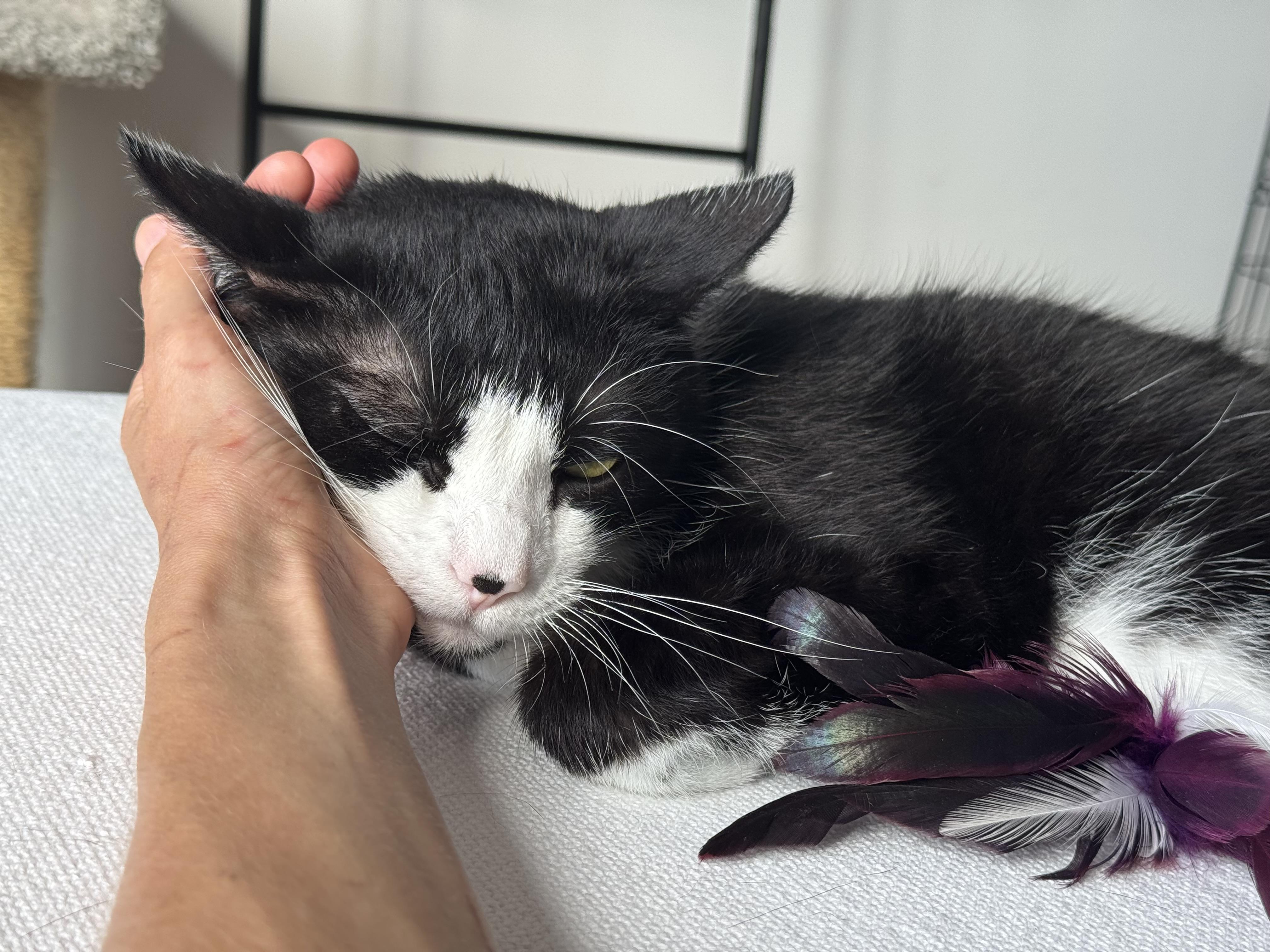 ICARUS N- MIRACLE BOY