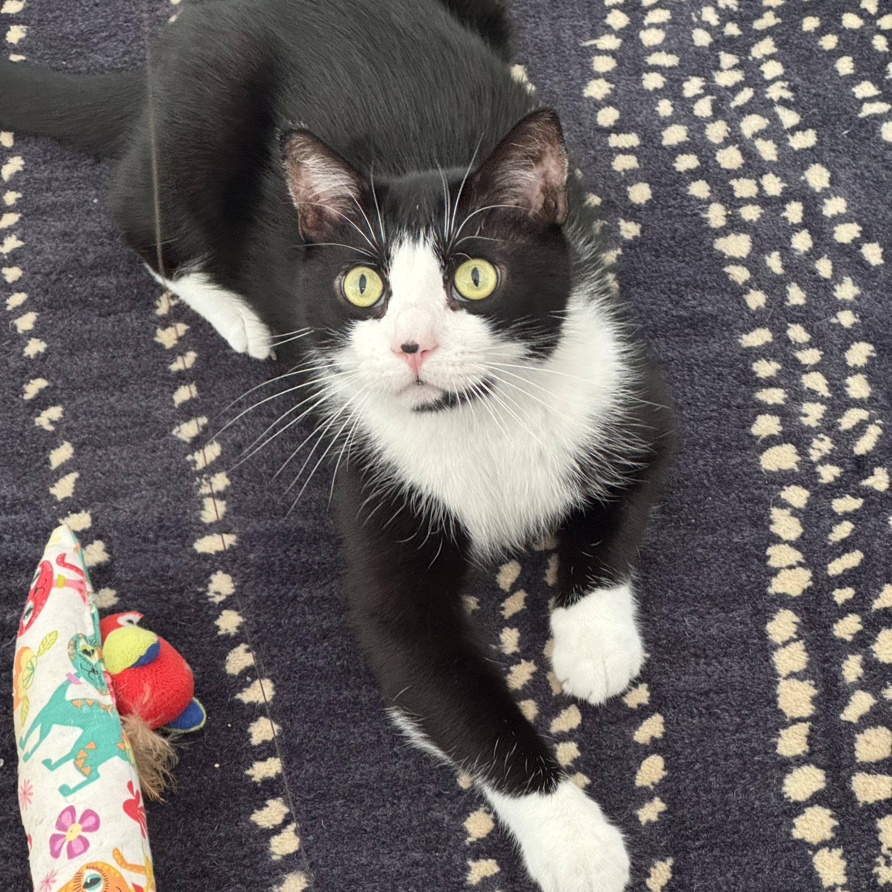 ICARUS N- MIRACLE BOY