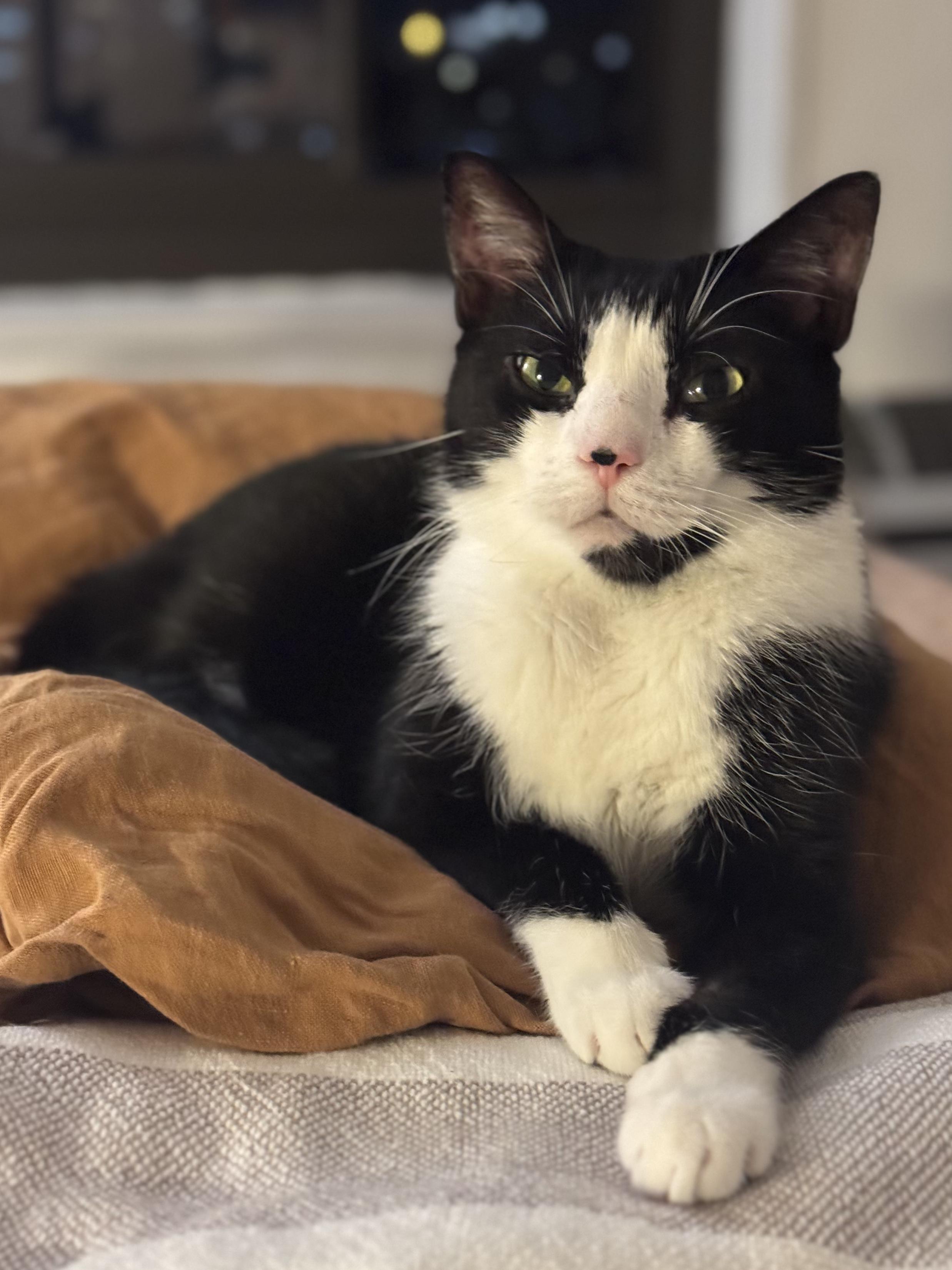 ICARUS N- MIRACLE BOY