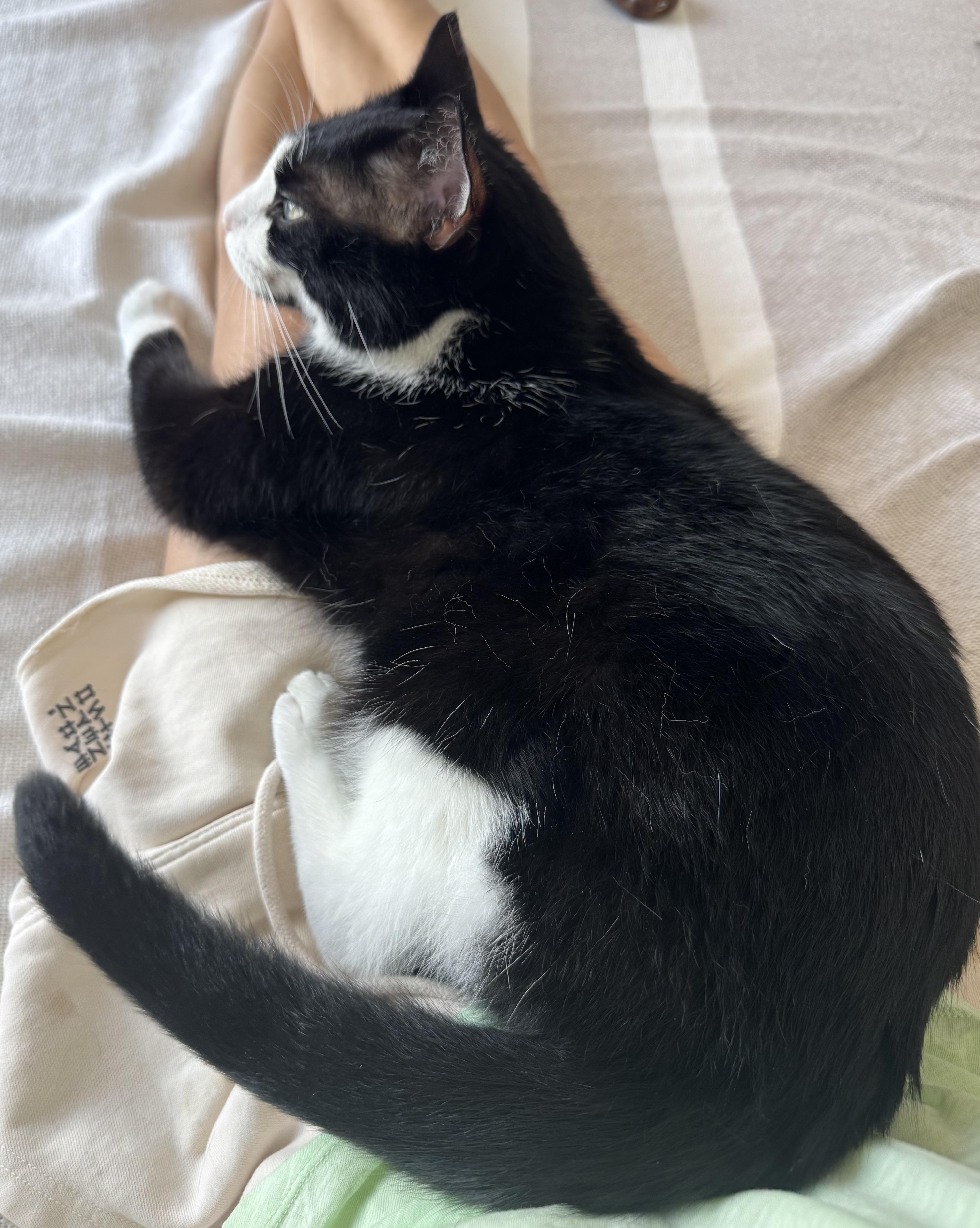 ICARUS N- MIRACLE BOY