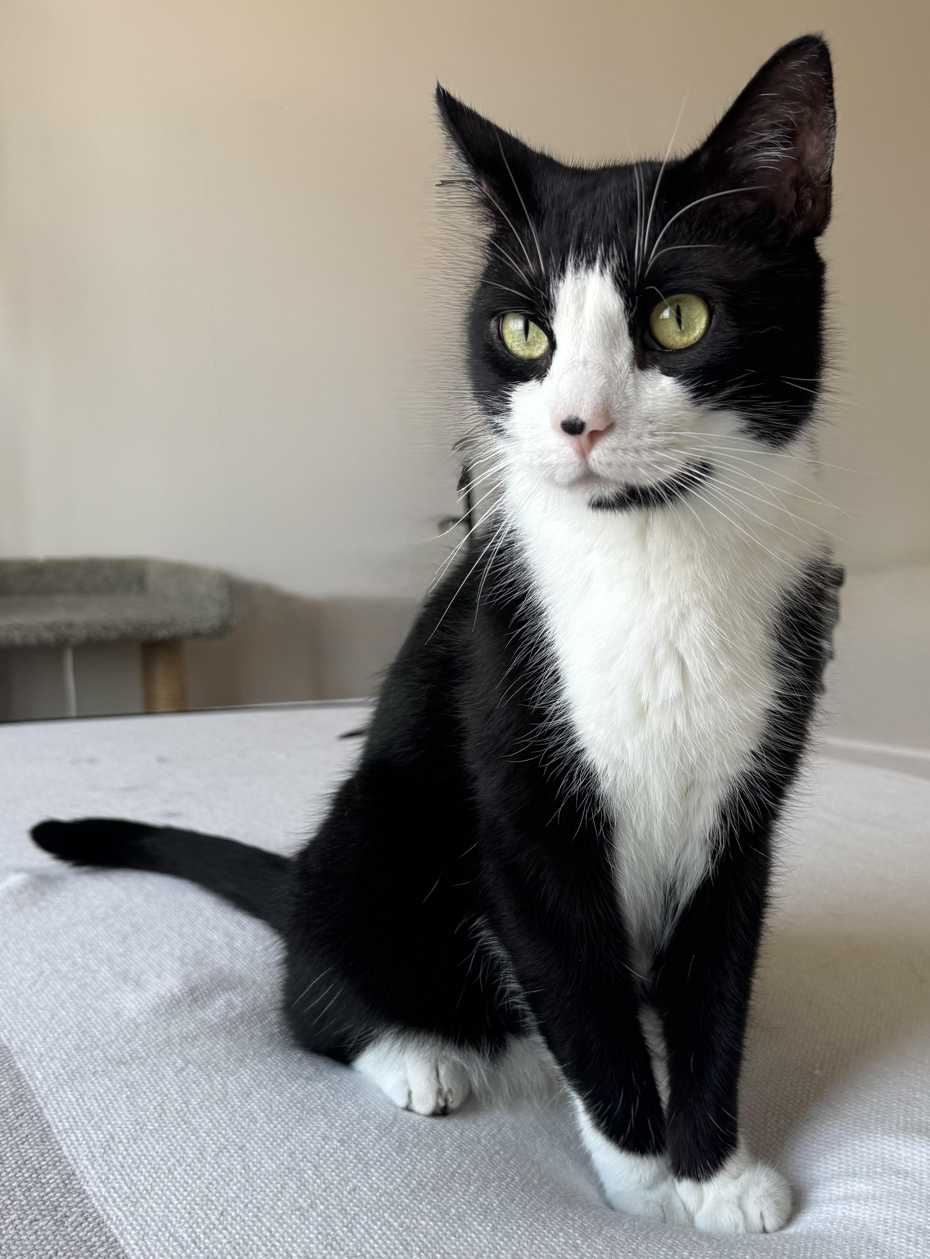 ICARUS N- MIRACLE BOY