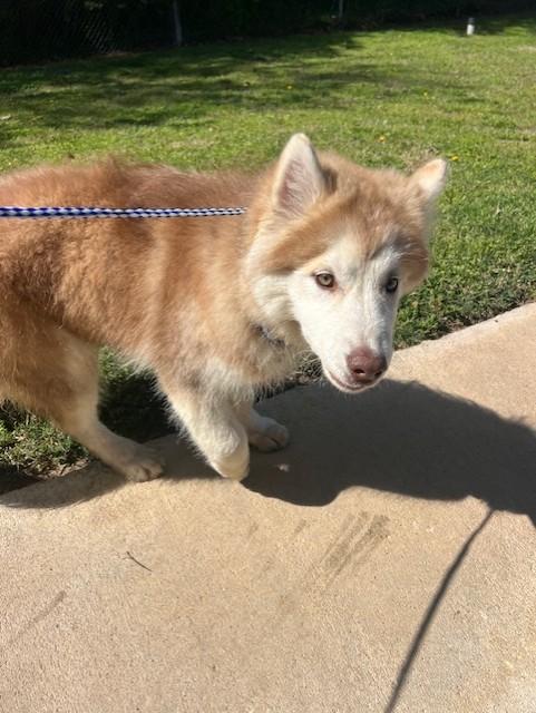 Enlarge Kasen25579 (RECLAIMED), a ADOPTABLE Husky in Rocky Mount, NC image 1/3