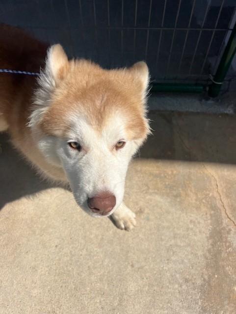 Enlarge Kasen25579 (RECLAIMED), a ADOPTABLE Husky in Rocky Mount, NC image 2/3