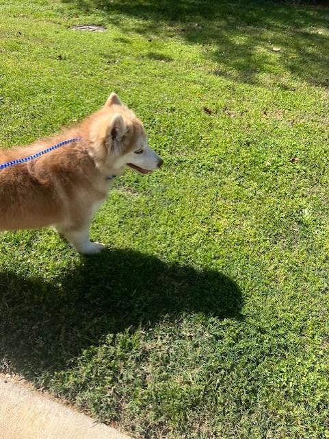 Enlarge Kasen25579 (RECLAIMED), a ADOPTABLE Husky in Rocky Mount, NC image 3/3