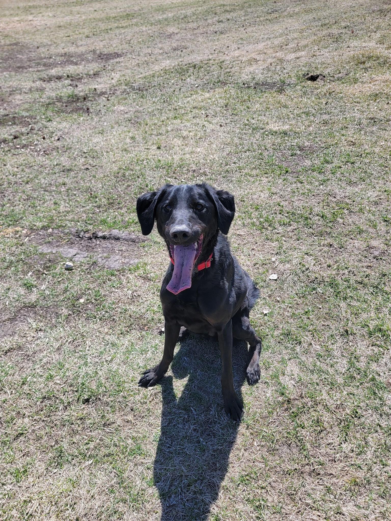 Onyx, ADOPTABLE, Adult Male Black Labrador Retriever.