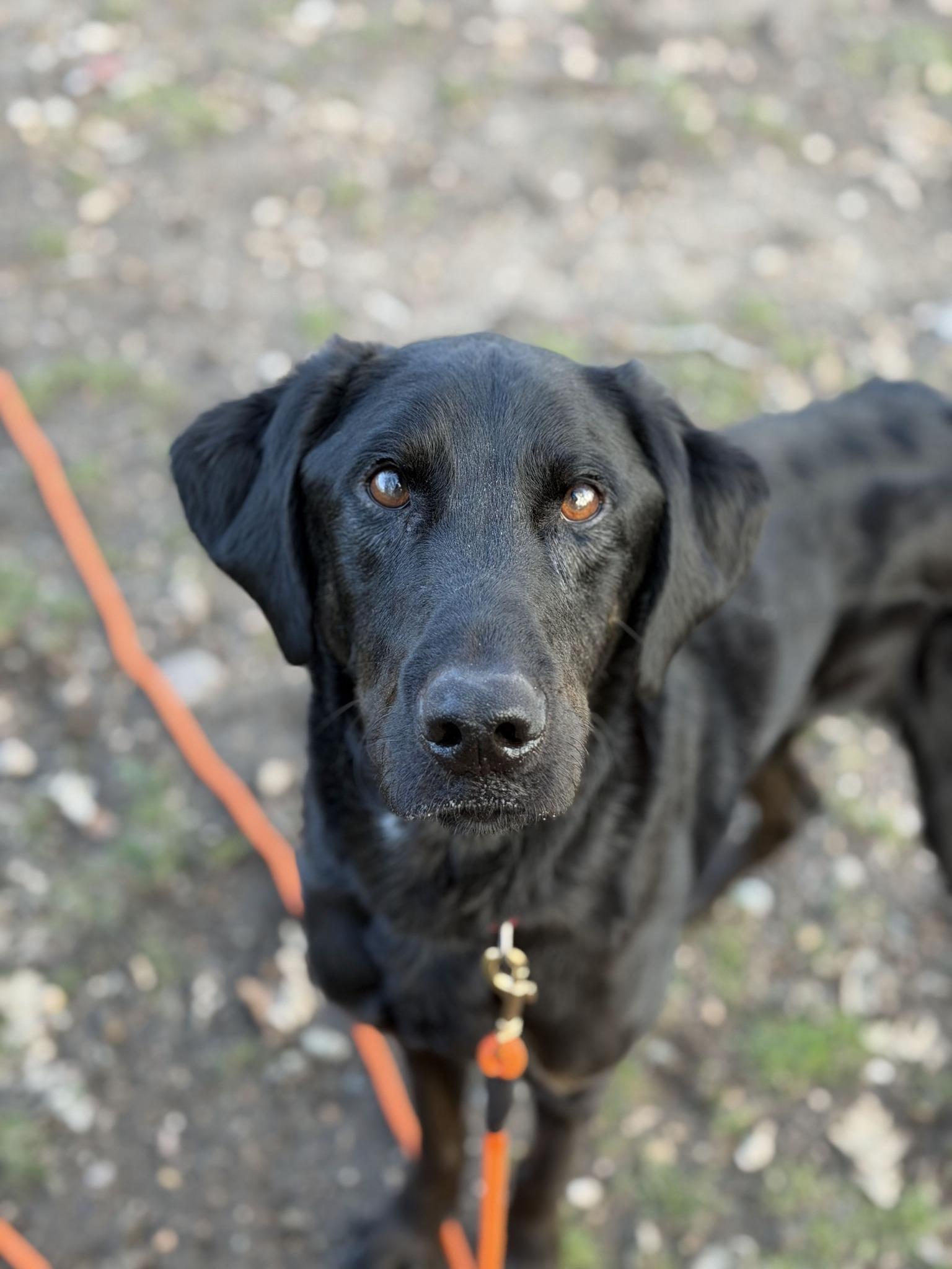 Enlarge Onyx, an adopted Black Labrador Retriever in Fertile, MN image 1/2