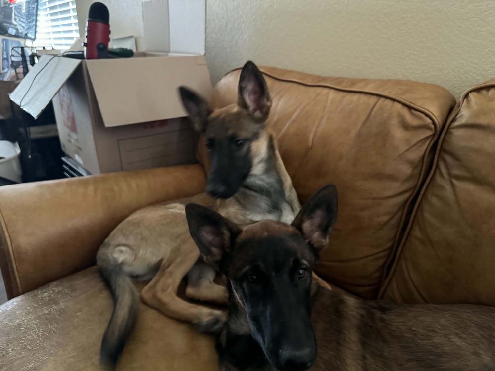 Enlarge Veera located in Goodyear AZ, a Adoptable Belgian Shepherd / Sheepdog in Imlay City, MI image 1/3