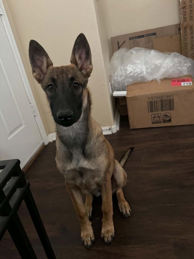 Enlarge Veera located in Goodyear AZ, a Adoptable Belgian Shepherd / Sheepdog in Imlay City, MI image 2/3