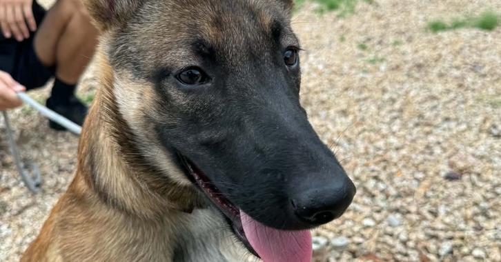 Enlarge Veera located in Goodyear AZ, a Adoptable Belgian Shepherd / Sheepdog in Imlay City, MI image 3/3