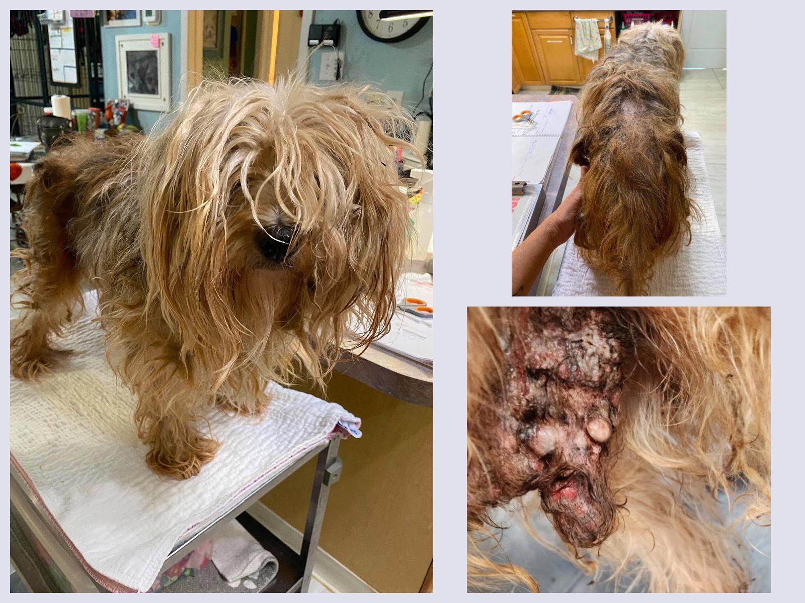 Enlarge Mr. Miagi (NOT YET AVAILABLE), a Adoptable Silky Terrier in Benton, LA image 1/1