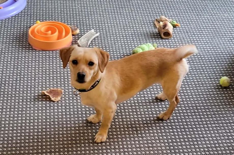 Roxy, Adoptable, Young Female Mixed Breed.