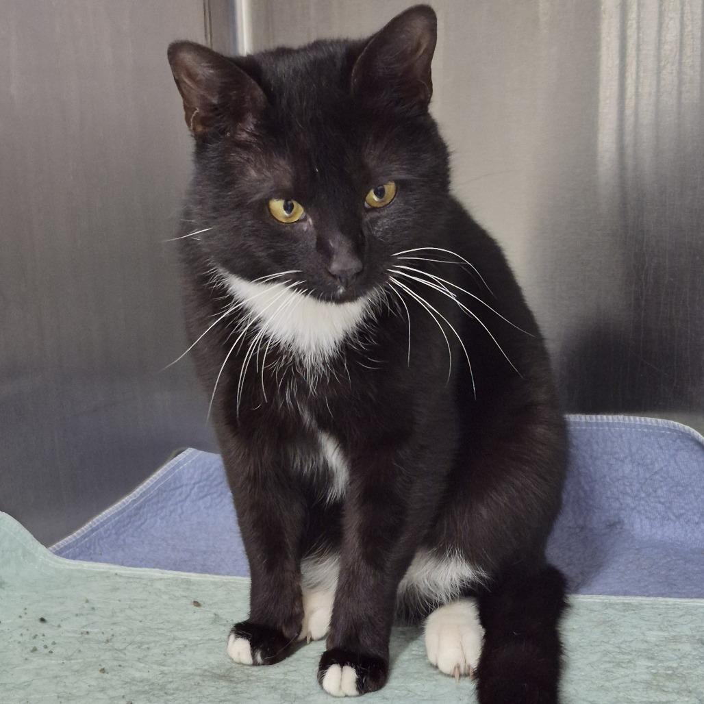 Tito, Adoptable, Adult Male Domestic Short Hair & Domestic Short Hair.