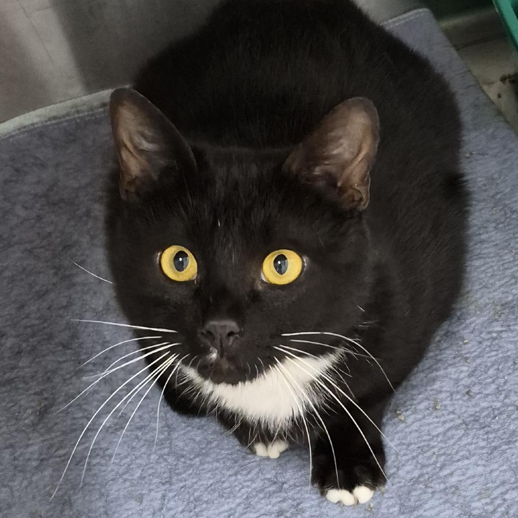 Enlarge Tito, a Adoptable mixed breed in Natick, MA image 2/2