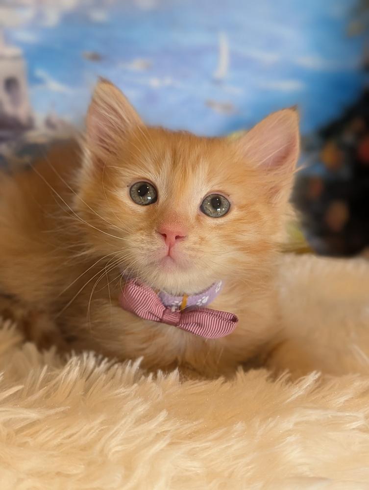 Suri, Adoptable, Kitten Female Tabby & Domestic Medium Hair.