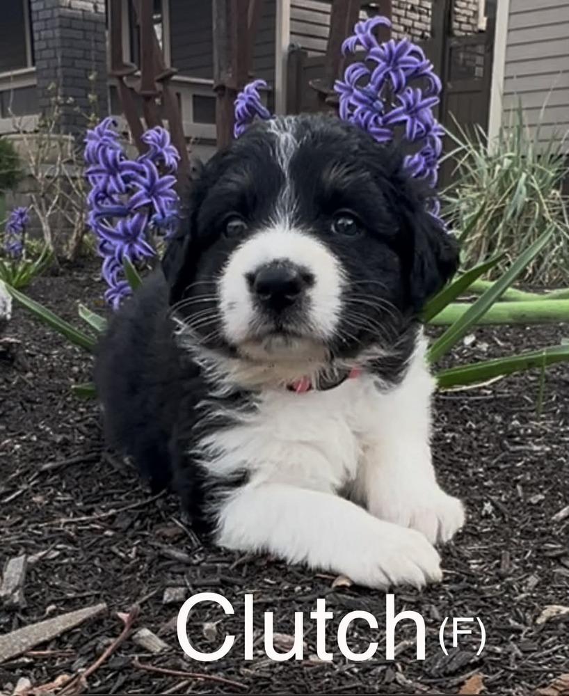 Clutch (Truck Litter), Adoptable, Puppy Female Australian Shepherd.