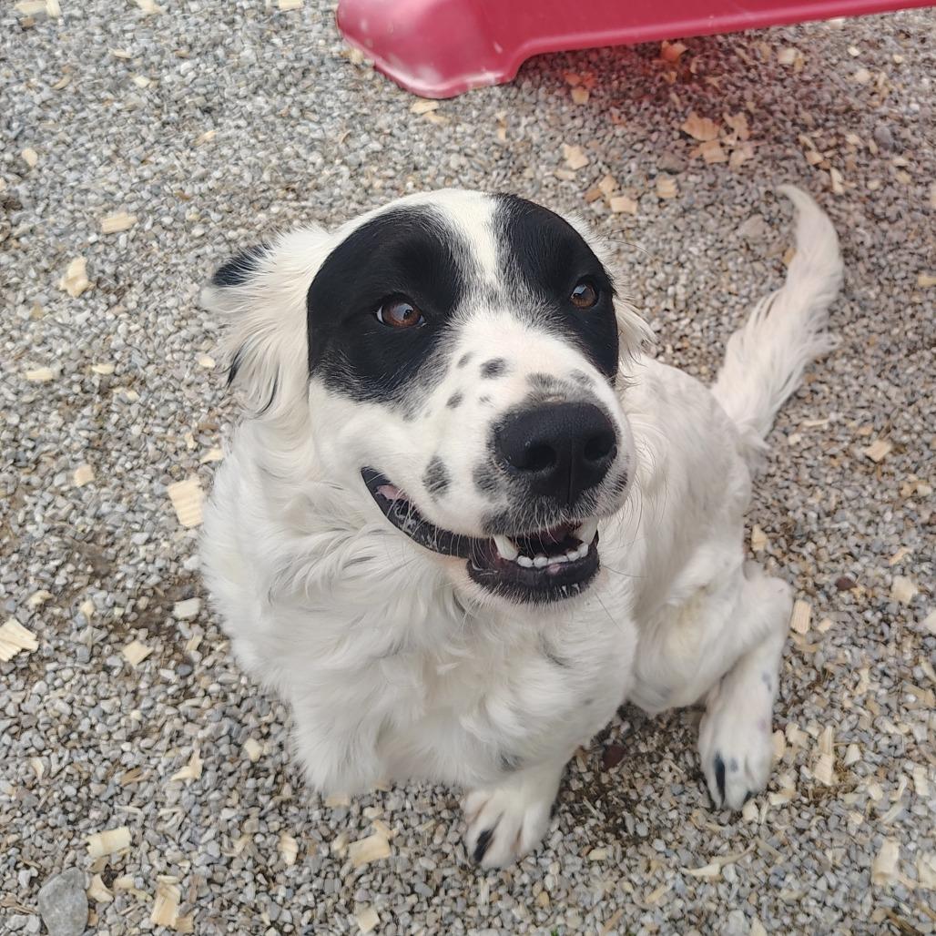 Enlarge Yang, a Adoptable mixed breed in Springtown, TX image 3/6
