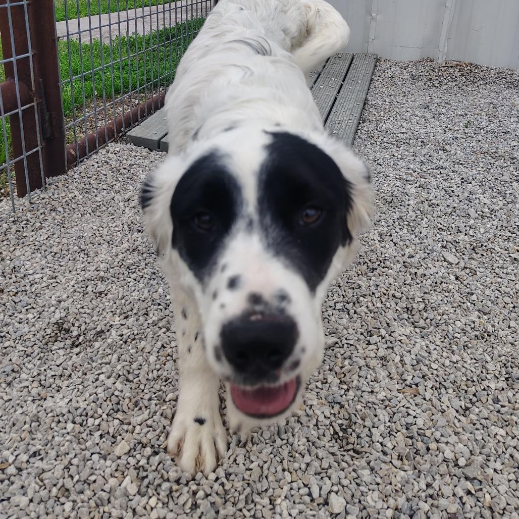 Enlarge Yang, a Adoptable mixed breed in Springtown, TX image 4/6
