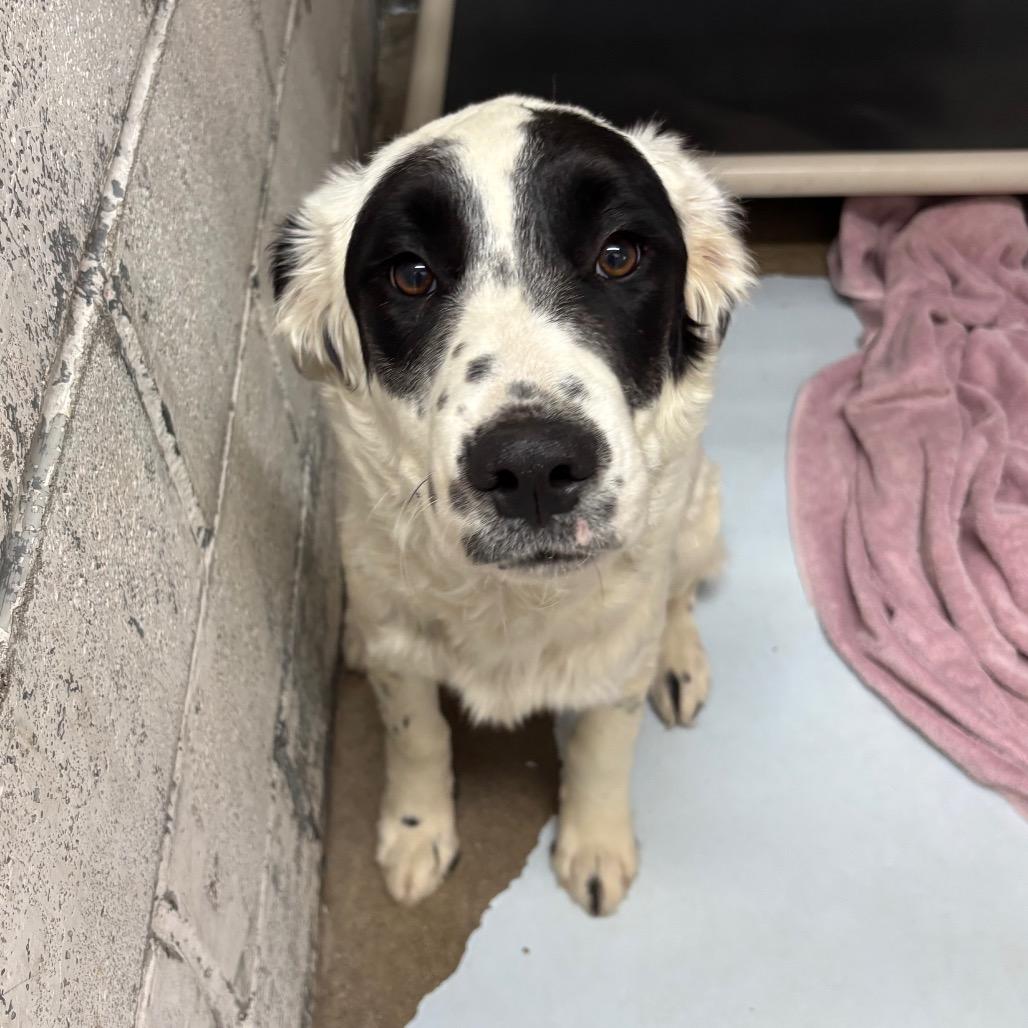 Enlarge Yang, a Adoptable mixed breed in Springtown, TX image 5/6