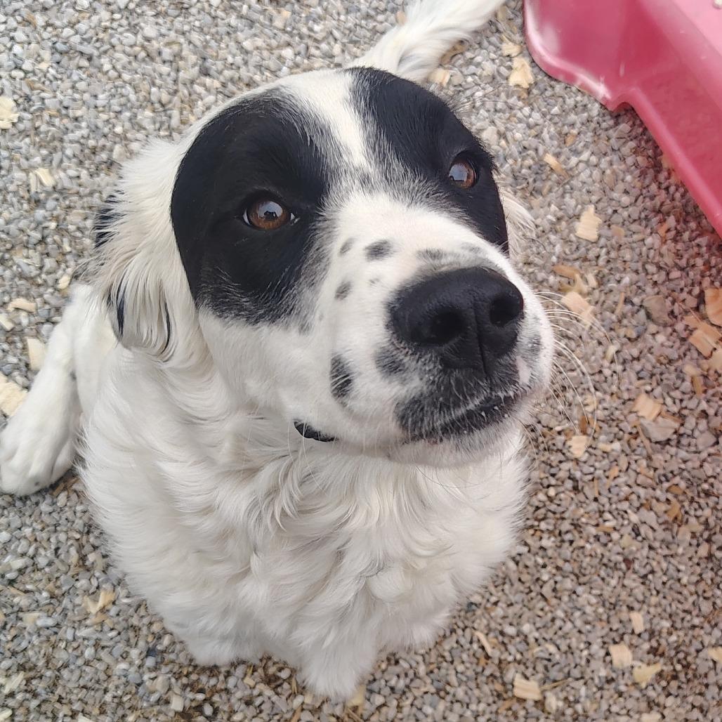 Enlarge Yang, a Adoptable mixed breed in Springtown, TX image 6/6
