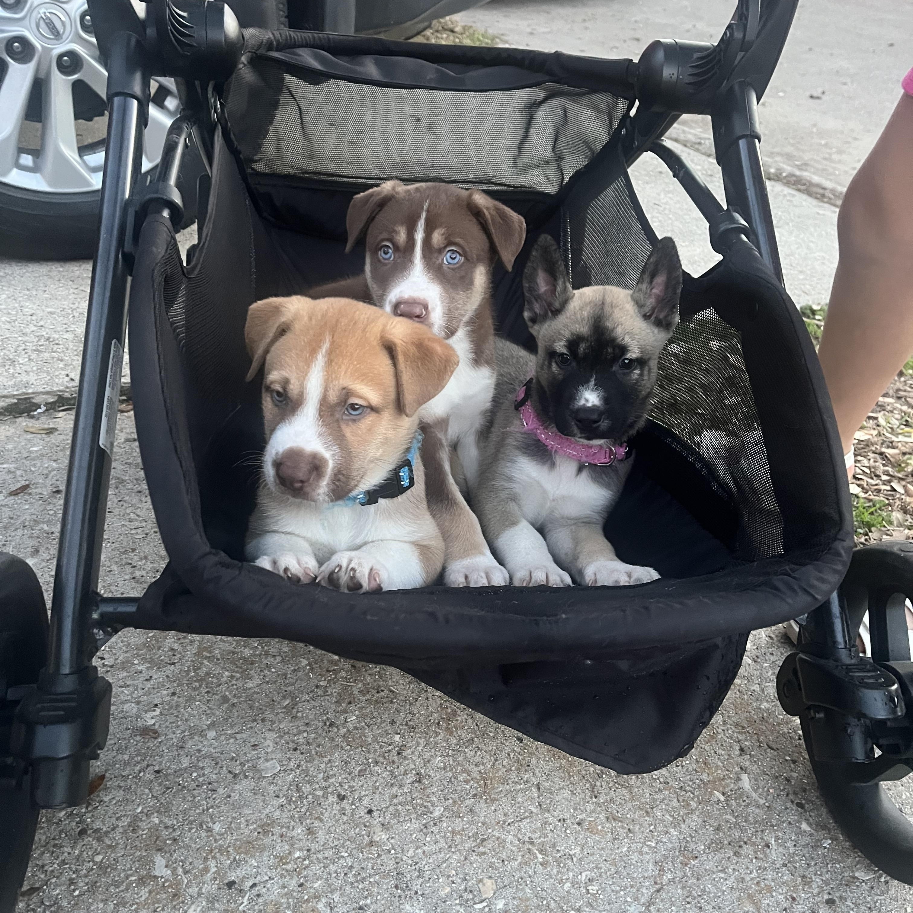 Enlarge Woody Cheers, an adopted Siberian Husky in Grove city, OH image 2/4