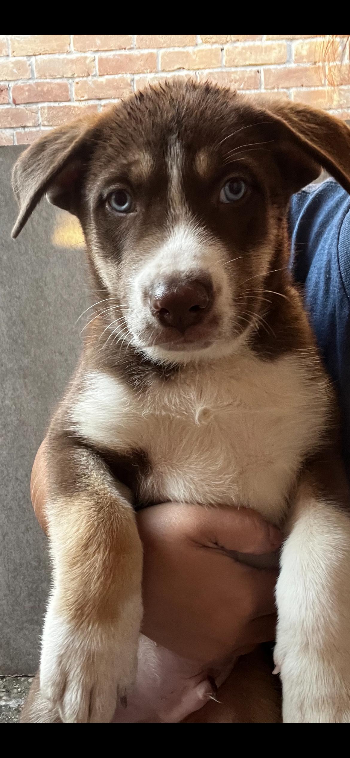 Enlarge Woody Cheers, an adopted Siberian Husky in Grove city, OH image 3/4