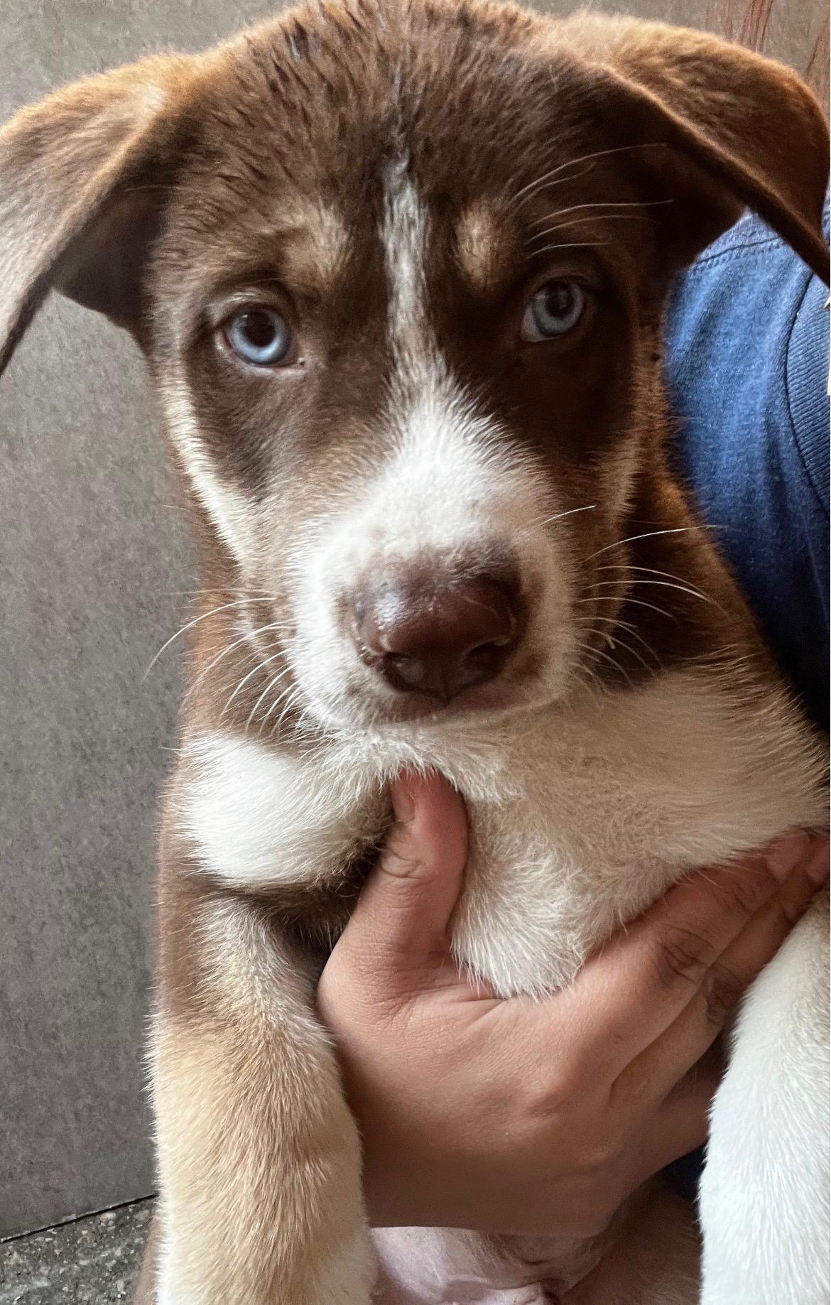 Enlarge Woody Cheers, an adopted Siberian Husky in Grove city, OH image 1/4