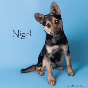 Enlarge Nigel, an adopted mixed breed in Fort Collins, CO image 1/1