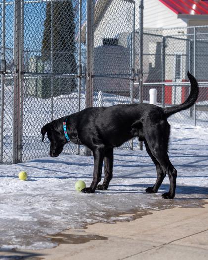 Enlarge Makwa, a Adoptable mixed breed in Pequot Lakes, MN image 1/3