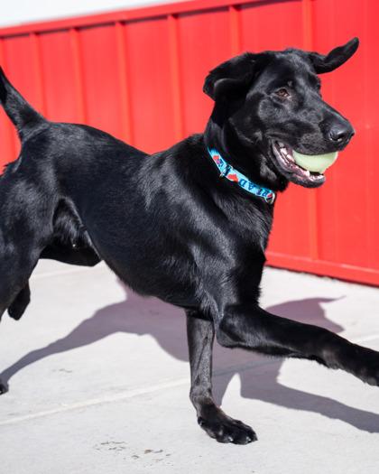 Enlarge Makwa, a Adoptable mixed breed in Pequot Lakes, MN image 2/3