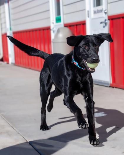 Enlarge Makwa, a Adoptable mixed breed in Pequot Lakes, MN image 3/3