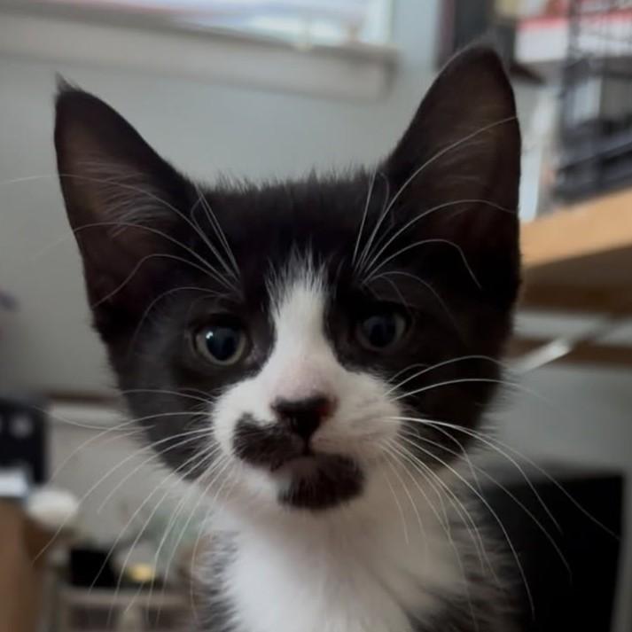 Enlarge Mufassa, a Adopted Tuxedo in Asbury Park, NJ image 1/2