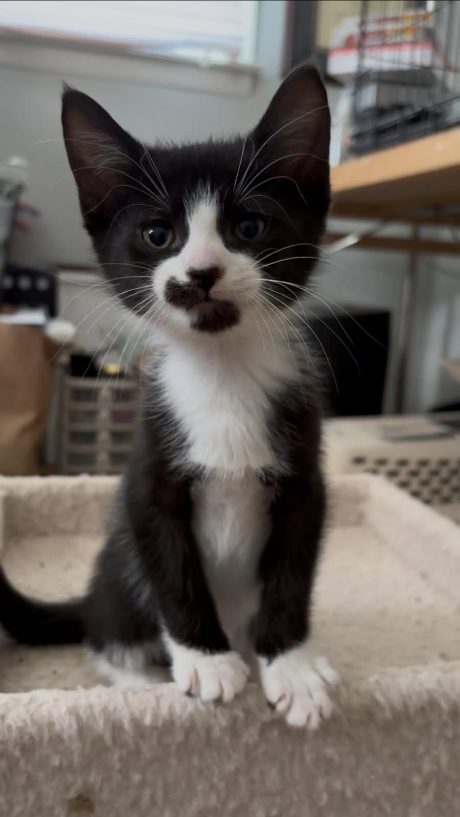 Enlarge Mufassa, a Adopted Tuxedo in Asbury Park, NJ image 2/2