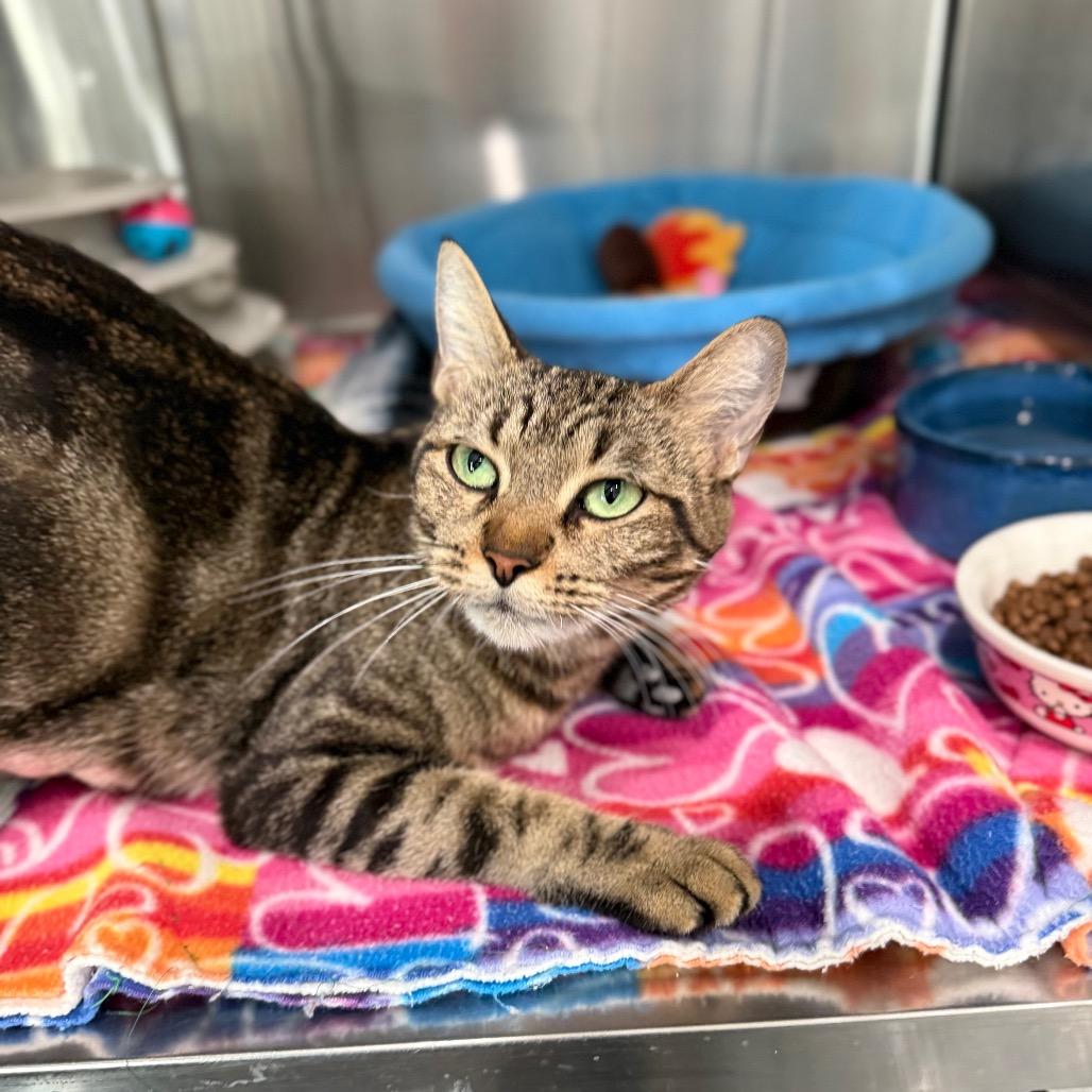 Enlarge Gemma, a Adopted Domestic Short Hair in Bradenton, FL image 1/3