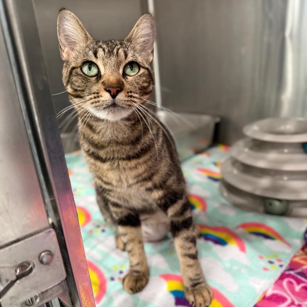 Enlarge Gemma, a Adopted Domestic Short Hair in Bradenton, FL image 2/3